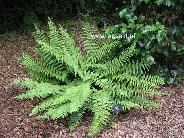 Dryopteris affinis 'Pinderi'