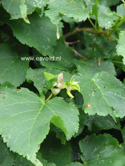 Tilia cordata 'Monto'