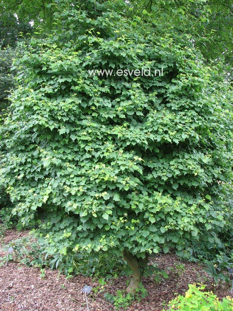 Tilia cordata 'Monto'