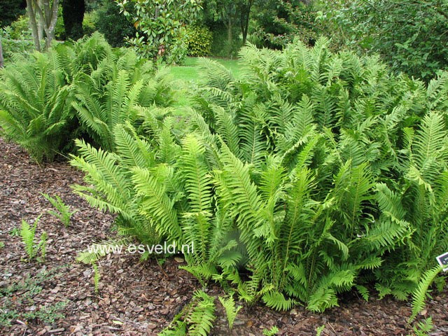 Dryopteris affinis