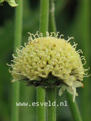 Cephalaria alpina