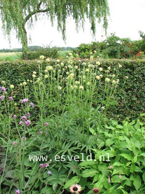 Cephalaria alpina
