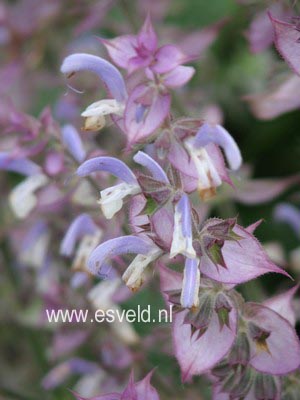 Salvia sclarea