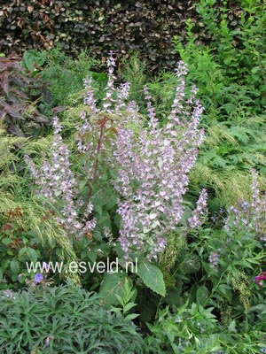 Salvia sclarea