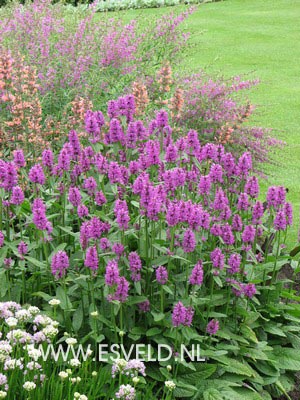 Stachys macrantha 'Superba'