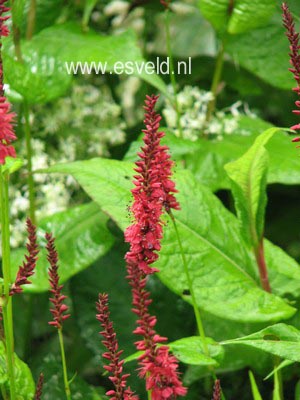 Persicaria amplexicaulis 'Blackfield'