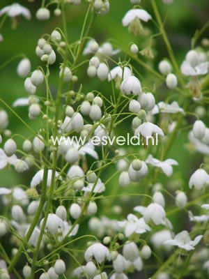 Thalictrum delavayi 'Album'