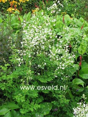 Thalictrum delavayi 'Album'