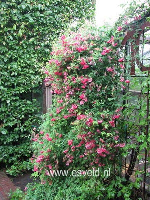 Lathyrus latifolius 'Red Pearl'