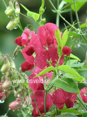 Lathyrus latifolius 'Red Pearl'