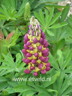 Lupinus 'Manhattan Lights' (WESTCOUNTRY SERIE