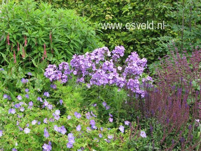 Phlox paniculata 'Blue Paradise'