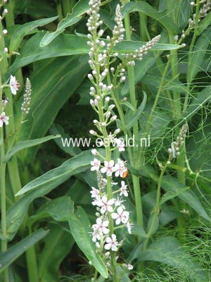 Lysimachia ephemerum