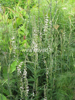 Lysimachia ephemerum