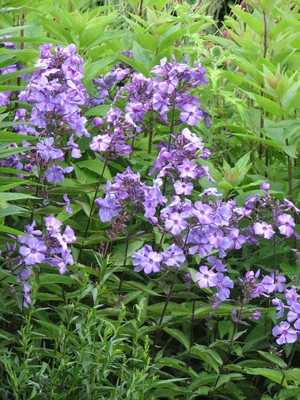 Phlox paniculata 'Blue Paradise'