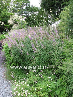 Veronicastrum virginicum 'Fascination'