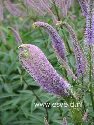 Veronicastrum virginicum 'Fascination'