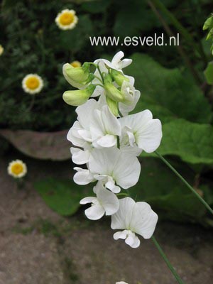 Lathyrus latifolius 'White Pearl'