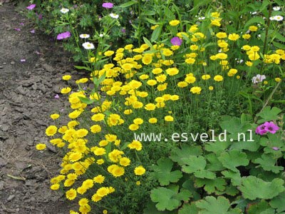 Anthemis hybrida 'Kelwayi'