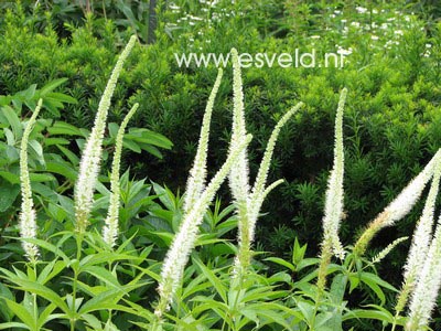 Veronicastrum virginicum 'Album'