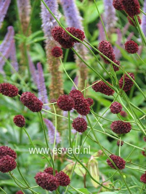 Sanguisorba officinalis 'Tanna'