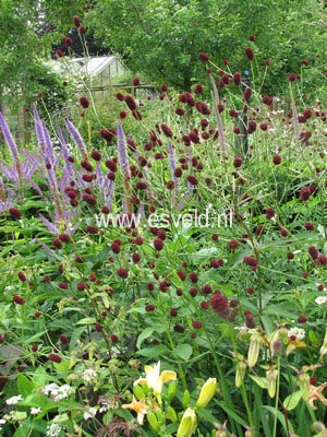 Sanguisorba officinalis 'Tanna'