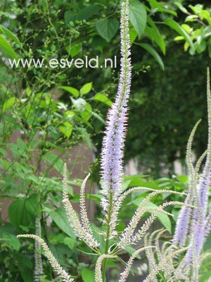 Veronicastrum virginicum 'Lavendelturm'