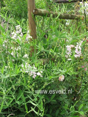 Lathyrus latifolius 'White Pearl'