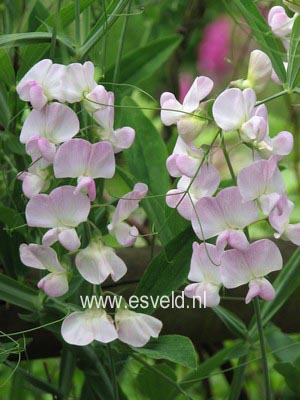 Lathyrus latifolius 'White Pearl'