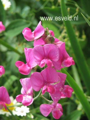 Lathyrus latifolius 'Red Pearl'