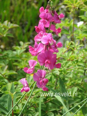 Lathyrus latifolius 'Red Pearl'