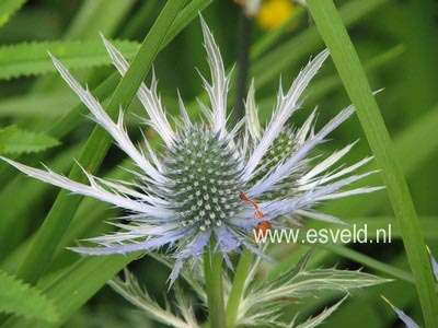 Eryngium alpinum