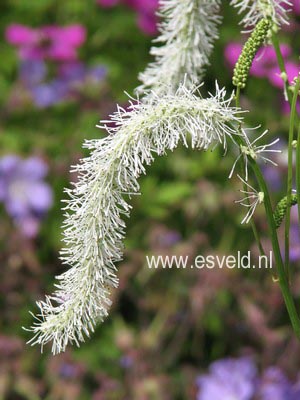 Sanguisorba tenuifolia 'Alba'