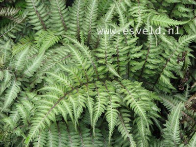 Athyrium niponicum 'Pictum'