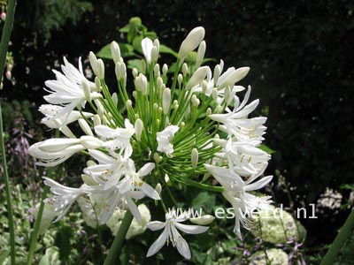 Agapanthus africanus 'Albidus'