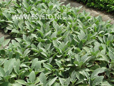 Stachys byzantina 'Big Ears'