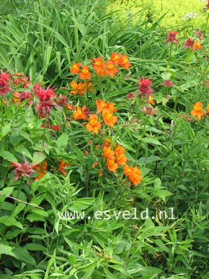 Alstroemeria aurantiaca 'Orange King'