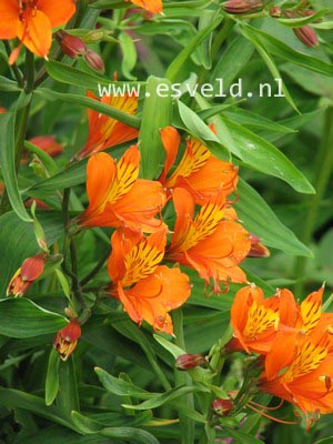 Alstroemeria aurantiaca 'Orange King'