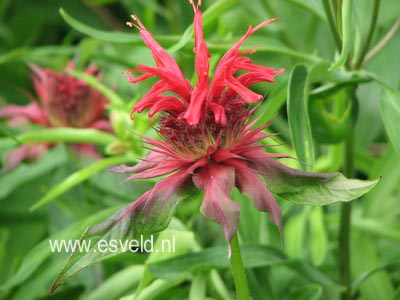 Monarda 'Cambridge Scarlet'