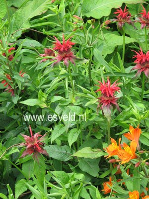 Monarda 'Cambridge Scarlet'