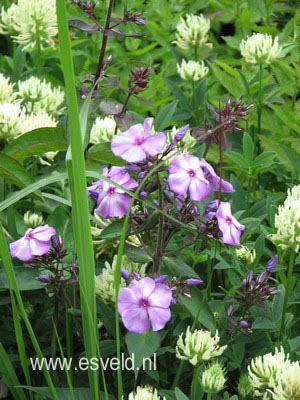 Phlox paniculata 'Blue Paradise'