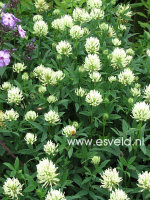 Trifolium ochroleucon