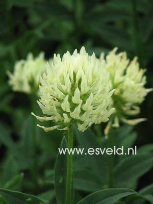 Trifolium ochroleucon