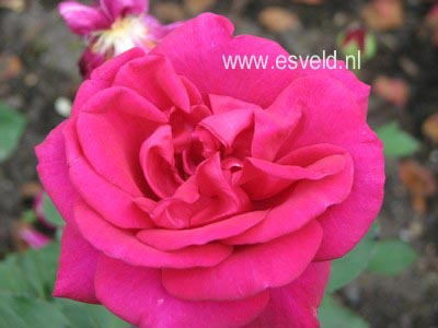 Rosa 'Blackberry Nip'