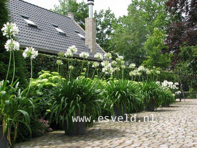 Agapanthus africanus 'Albidus'