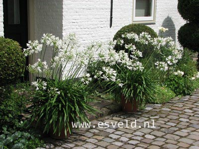 Agapanthus africanus 'Albidus'