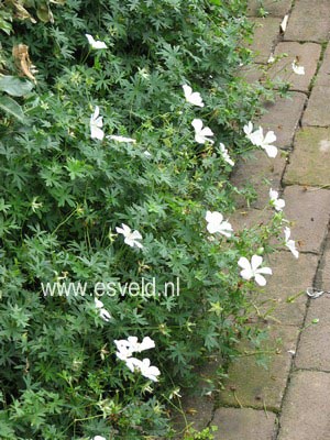 Geranium sanguineum 'Album'