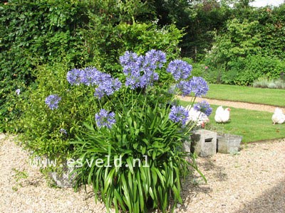 Agapanthus africanus