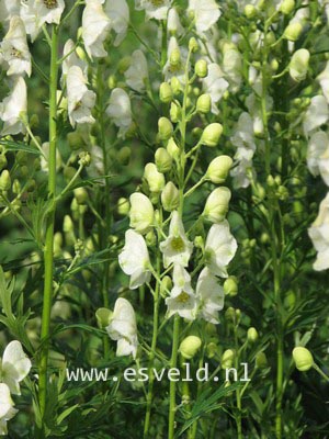 Aconitum napellus 'Album'