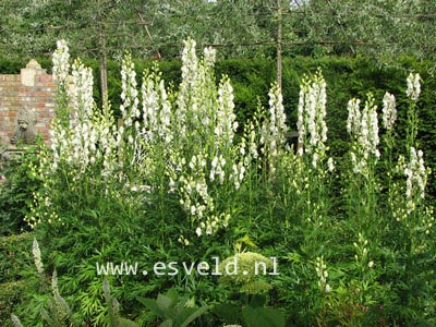 Aconitum napellus 'Album'